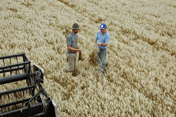 Colheita do Trigo está quase concluída no RS