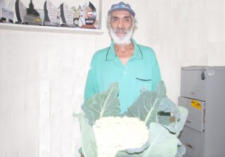 Produtor colhe couve gigante